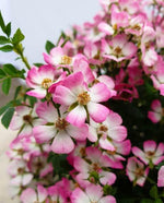 Minatare Rose Alpina Plant - Cutie Pie in 9cm Pot image1