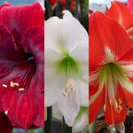 Amaryllis Bulbs - (3 Mixed Plants) image1