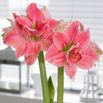 Amaryllis Bulb Sweet Pink image1
