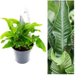 Asplenium Scolopendrium Fern image1