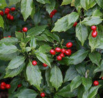 Aucuba Japonica - 'Rozannie' image1