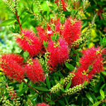 Callistemon Red Bottlebrush image1