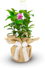 A potted Camellia plant with a pink flower, wrapped in gift wrap with a large white ribbon bow.
