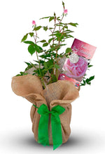 Pearl 30th Wedding Anniversary Rose Bush Gift Wrapped image1