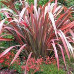 Phormium Red Wave image1