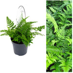 Polystichum Tsus-Simense Fern image1