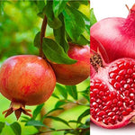 Pomegranate Plant - Punica Provence Tree image1