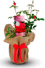 Remembrance Rose Bush Gift Wrapped image1