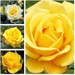 Yellow Rose Bush in a 3Litre Pot image1