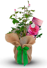 Fantastic at 80 Rose Bush Gift Wrapped image1