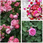 Rose 'Renee Van Wegberg' image1