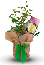 Fantastic at 90 Rose Bush Gift Wrapped image1