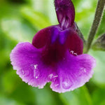 Salvia - 'Oriental Dove' image1