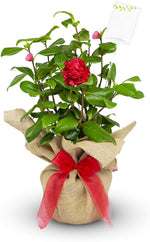 Camellia Ruby Wedding image1