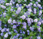 Ceanothus - 'Blue Diamond' image1