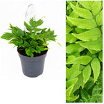 Cyrtomium Fortunei Fern image1