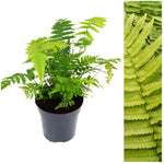 Dryopteris Atrata Fern image1