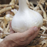 Elephant Garlic Bulb (3 Cloves) image1