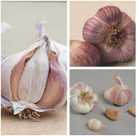 4 x Garlic Planting Bulbs - Germidour Pink image1