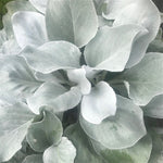 Senecio 'Angel Wings' in 2 Litre Pot image1
