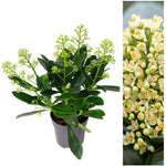 Skimmia - 'Autumn Diamond' image1