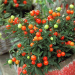 Solanum Jerusalem Cherry Plant image1