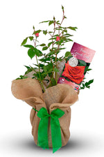 Special Dad Rose Bush Gift Wrapped image1