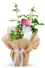 Thank You Rose Bush Gift Wrapped image1