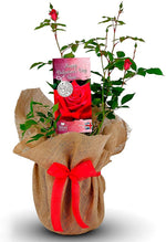 Valentine's Red Rose Bush Gift Wrapped image1