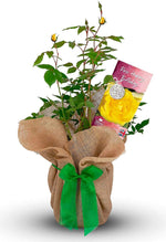 Happy Birthday Rose Bush Gift Wrapped image1