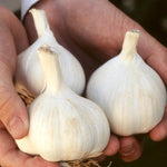 6 x Garlic Planting Bulbs Mixed Varieties image1