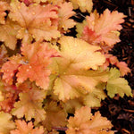 Heuchera Marmalade image1