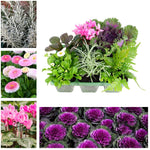 Seasonal Jumbo Pack (6 Plants) image1