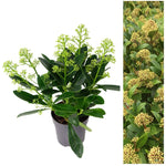 Skimmia - 'Finchy' image1