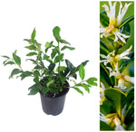 Sarcococca Confusa image1