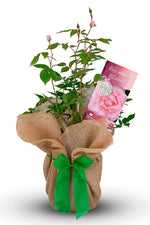 Happy Retirement Rose Bush Gift Wrapped image1