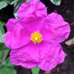 Cistus Sunset - 2 Plants image1