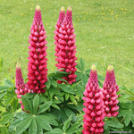 Lupin Perennials 'Red' image1