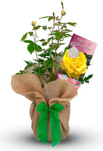 Happy 18th Birthday Rose Bush Gift Wrapped image1