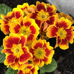 Primrose Plant - Primula elatior Castillian image1