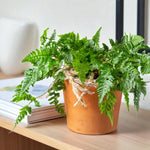 White Rabbit Foot Fern