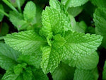 Large Mint Plant image1