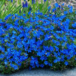 Lithodora Diffusa