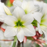 Amaryllis Bulb White image2