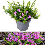 Phlox Subulata image1