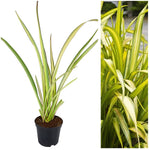 Phormium Yellow Wave image1