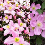 Clematis 'Montana Rubens' image1