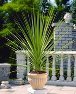 Cordyline Australis Tree Palm (2 plants) image1