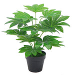 Fatsia Japonica - Castor Oil image1