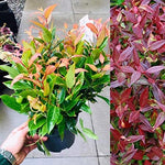 Leucothoe Scarletta 'Burning Love' image1